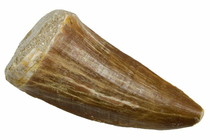 Fossil Mosasaur (Hainosaurus) Tooth - Morocco #353210